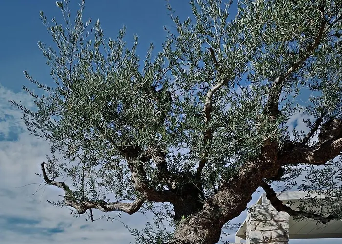 Отель Camvillia Messinia